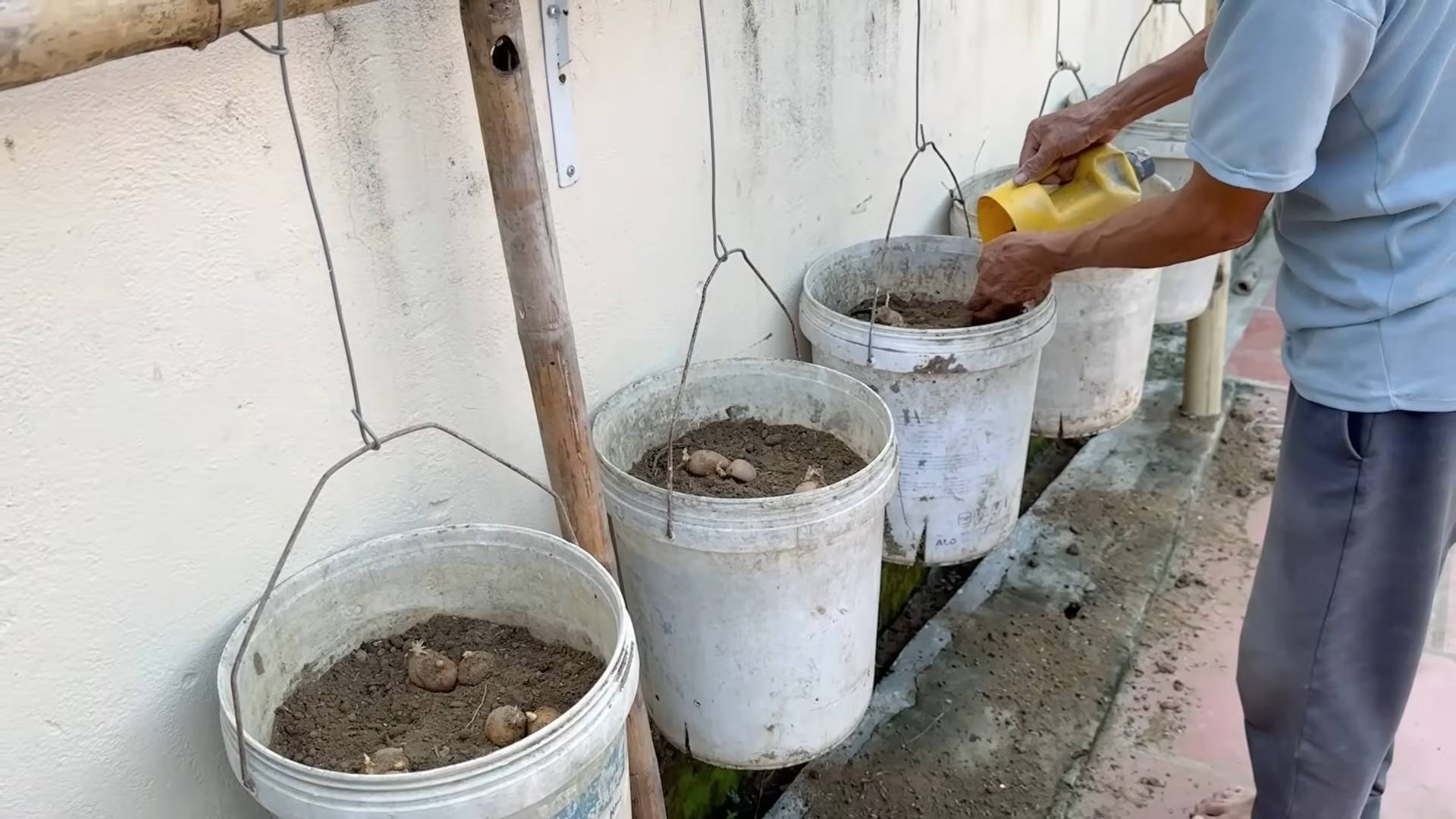 Growing Potatoes in Containers
