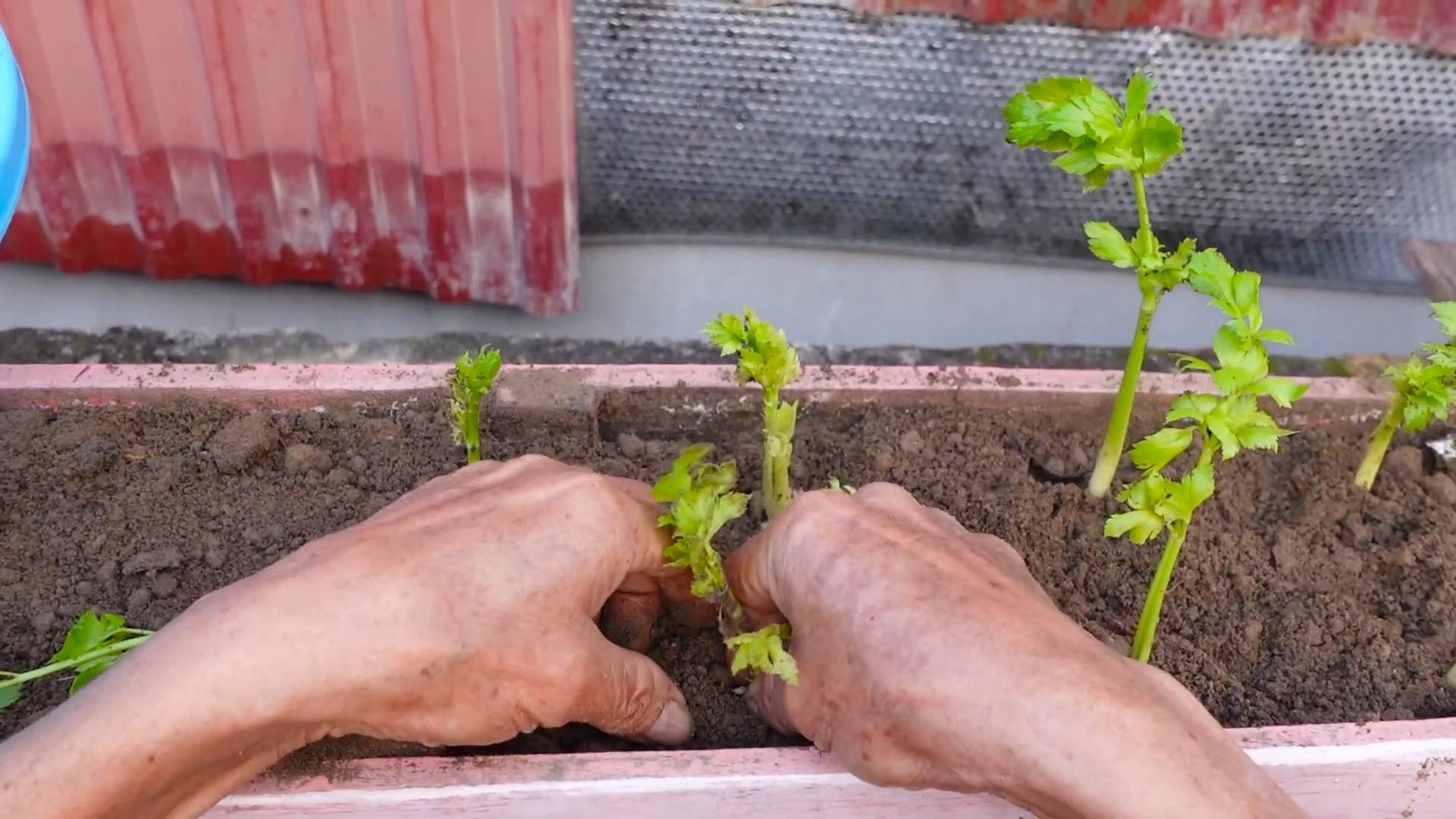 Planting Celery Home Garden
