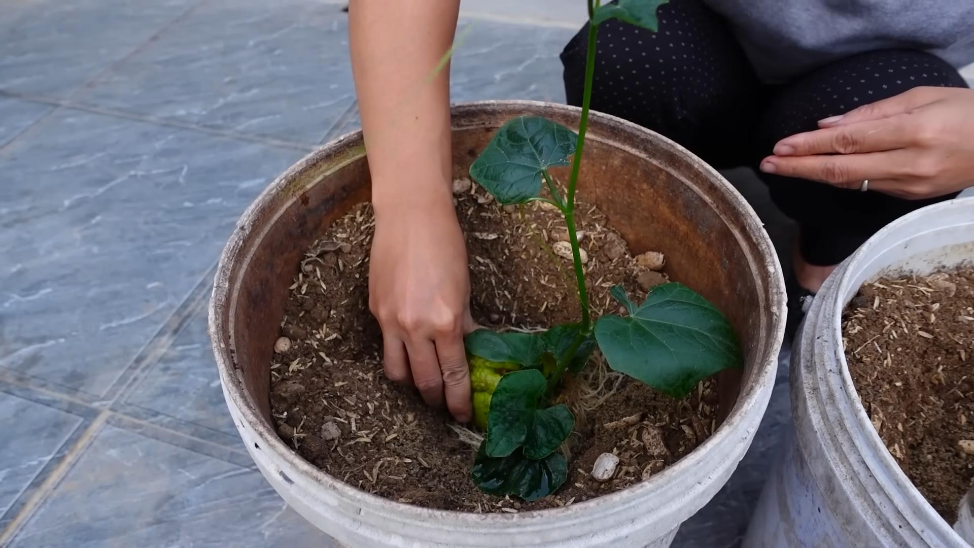 Chayote Paint Bucket Gardening