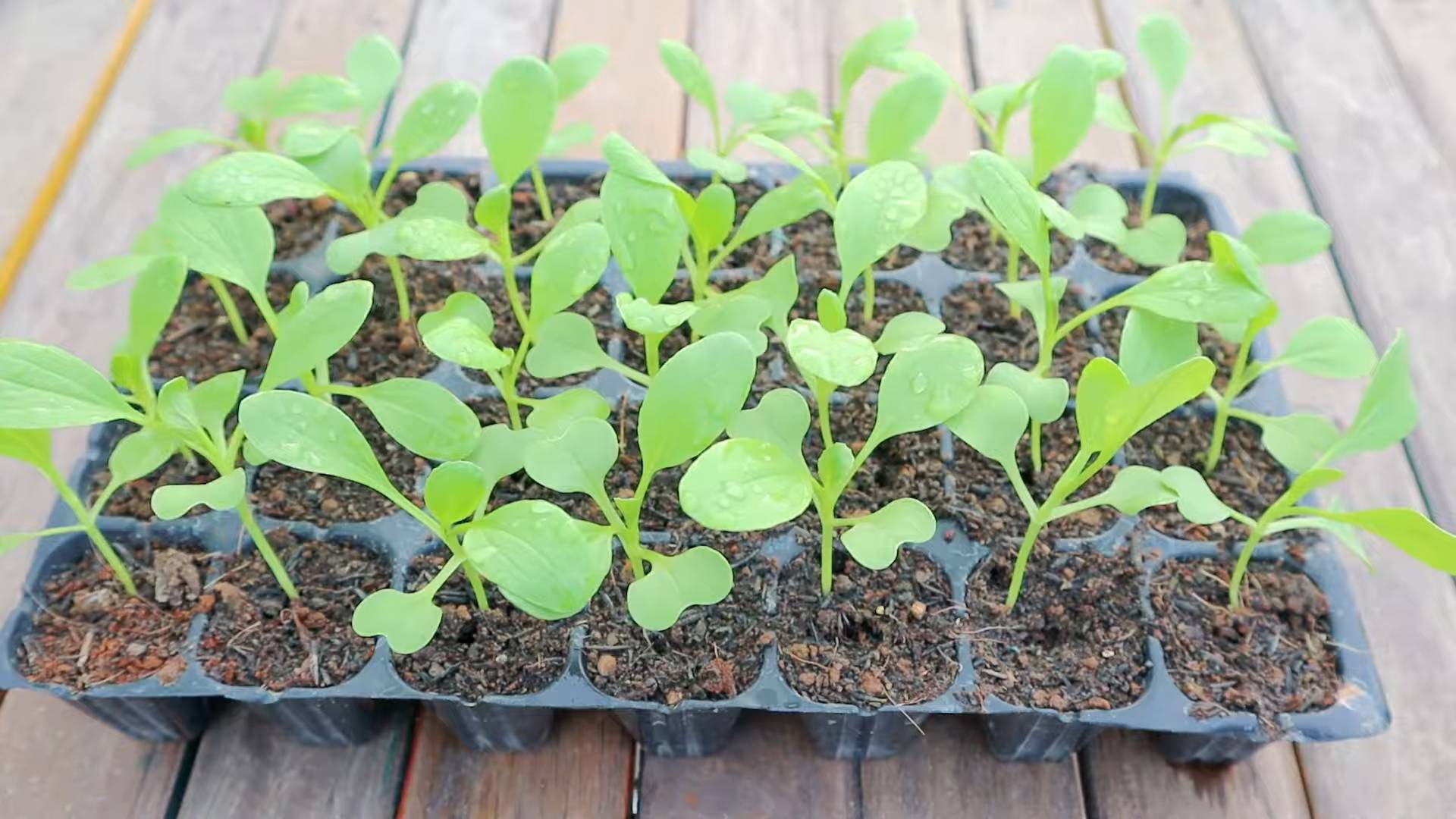 Grow Bok Choy Home