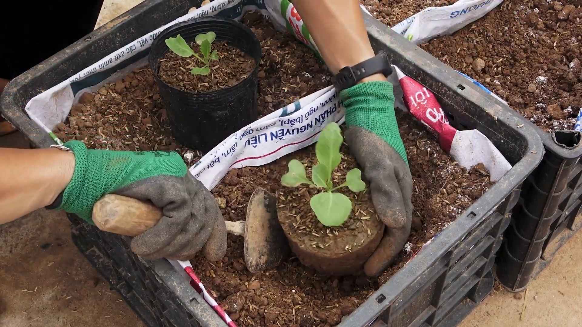 Growing Cabbage at Home