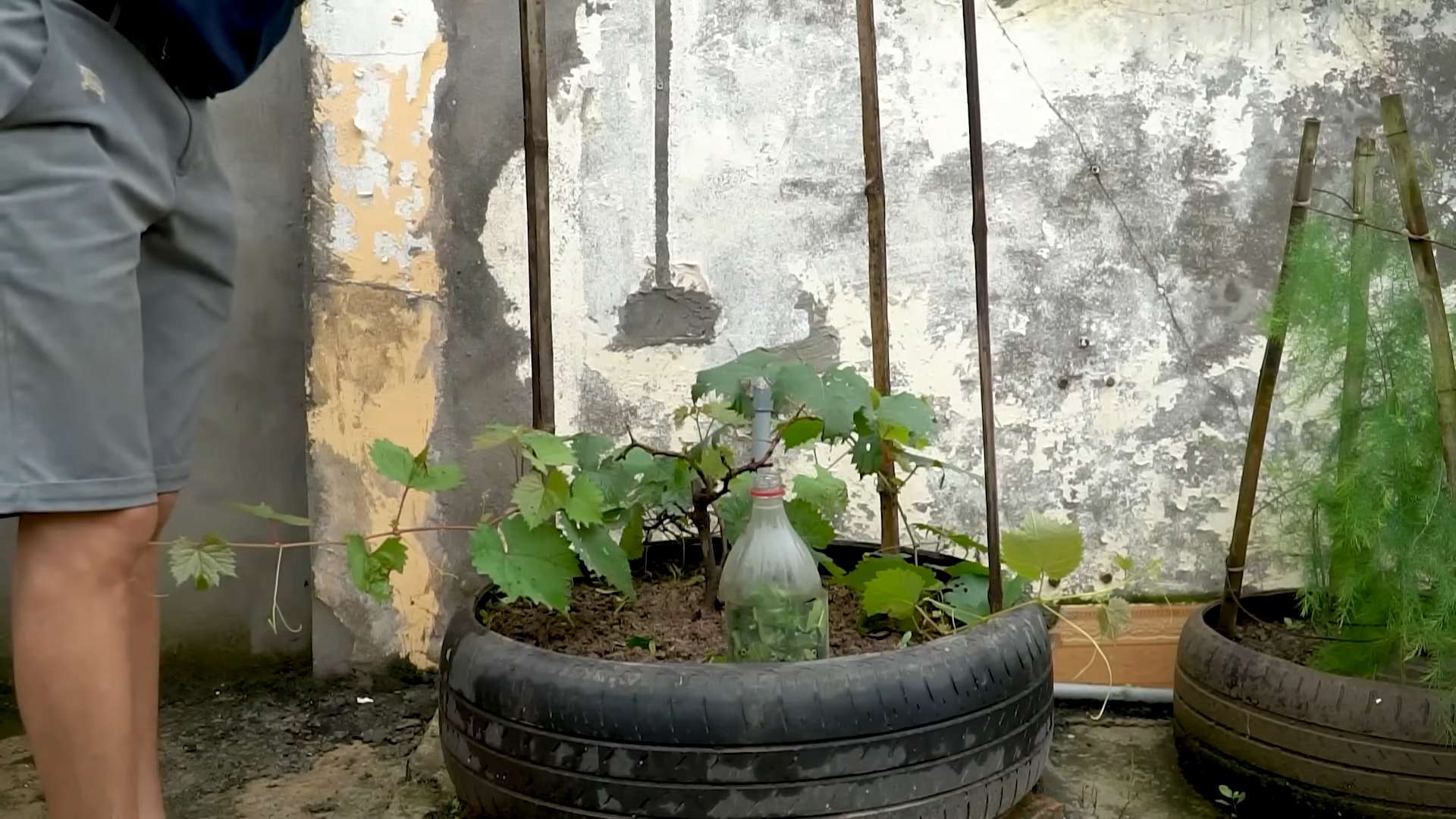 Grape Vines in Tires