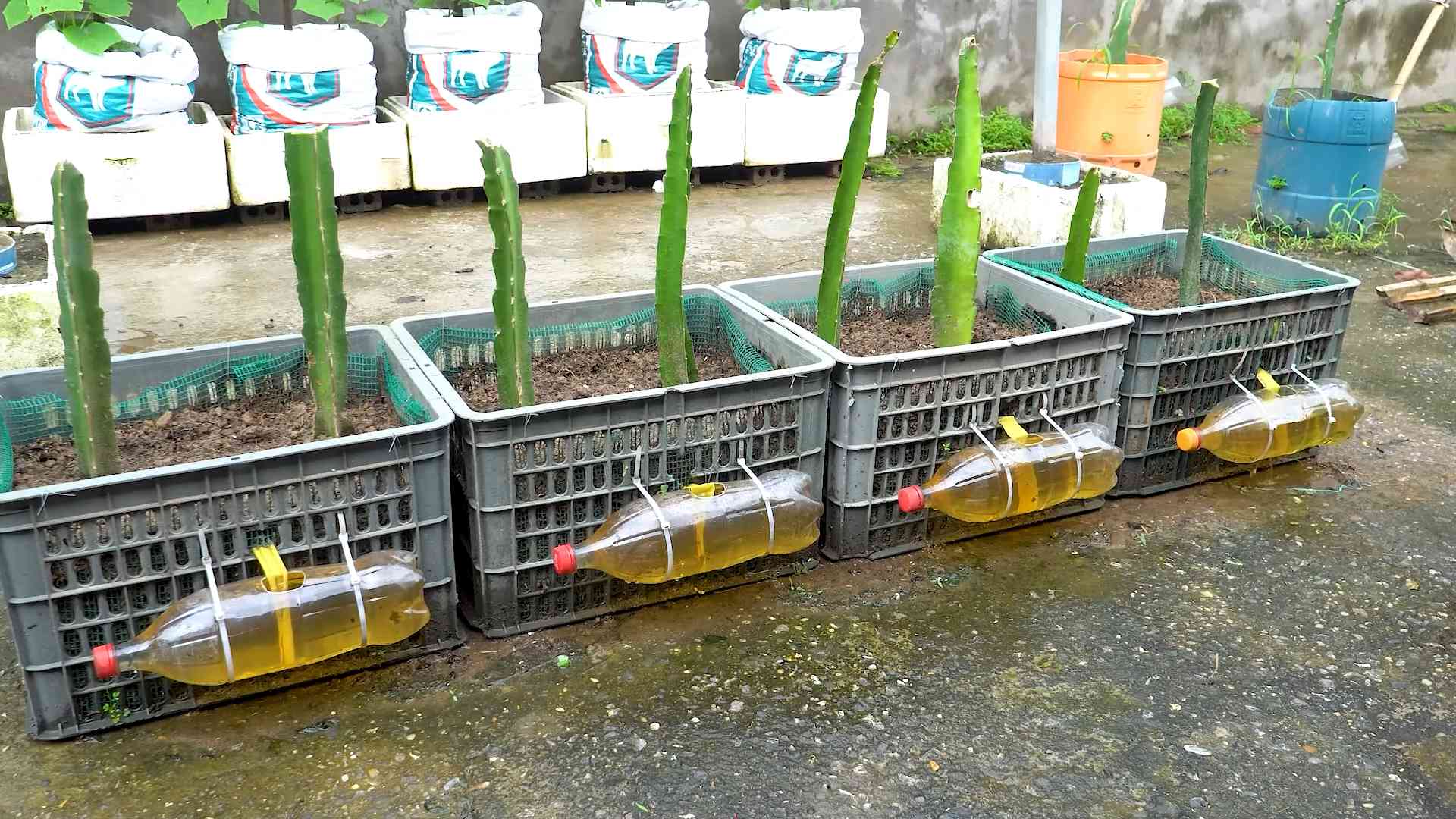 Red dragon fruit growing tips