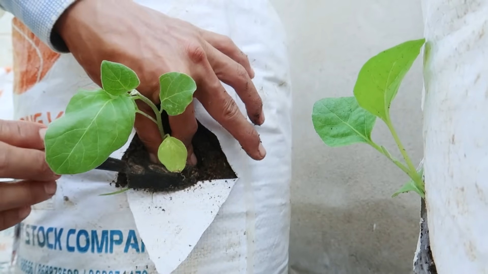 Eggplant Planting at Home