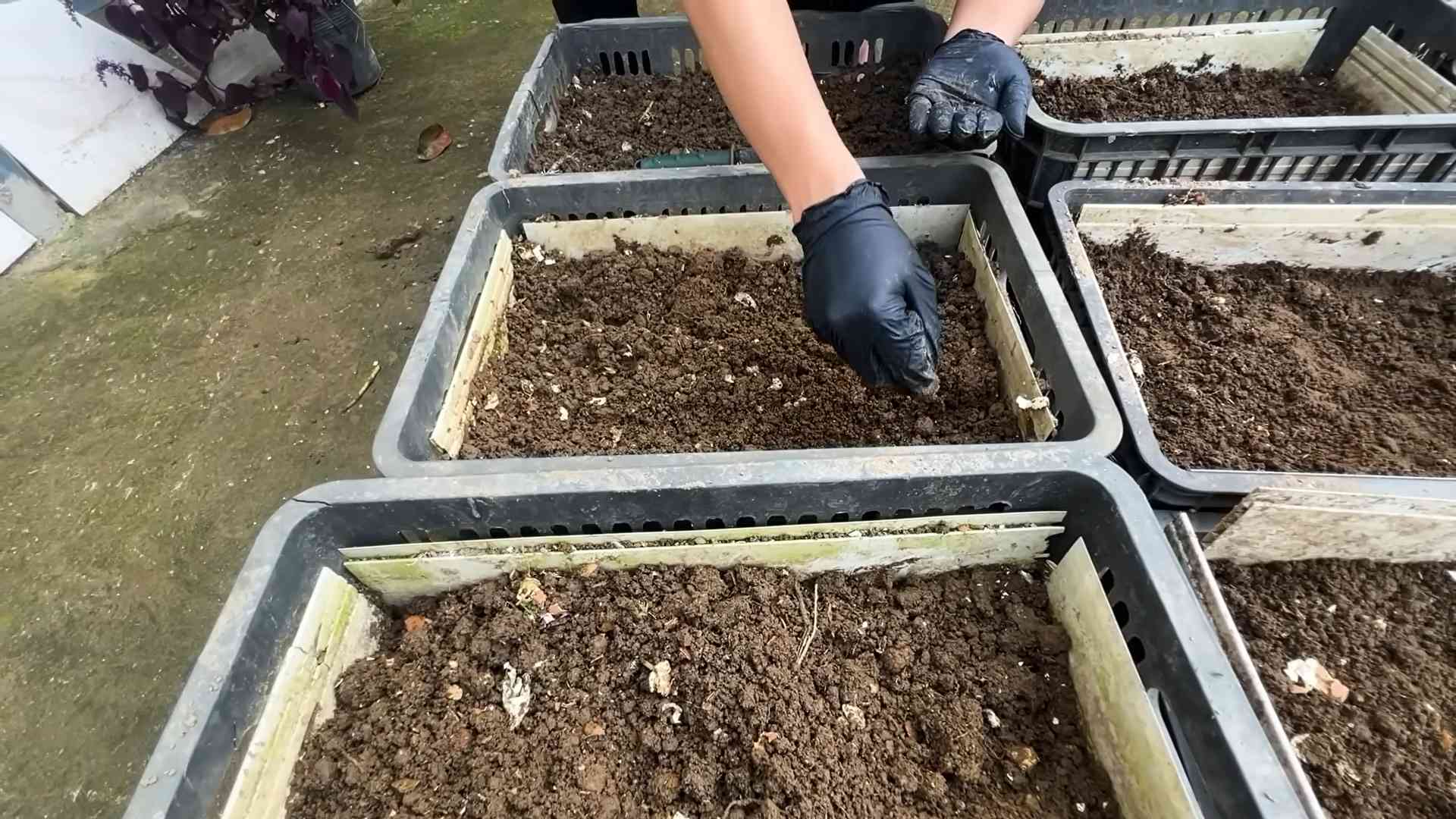 Grow Carrots at Home