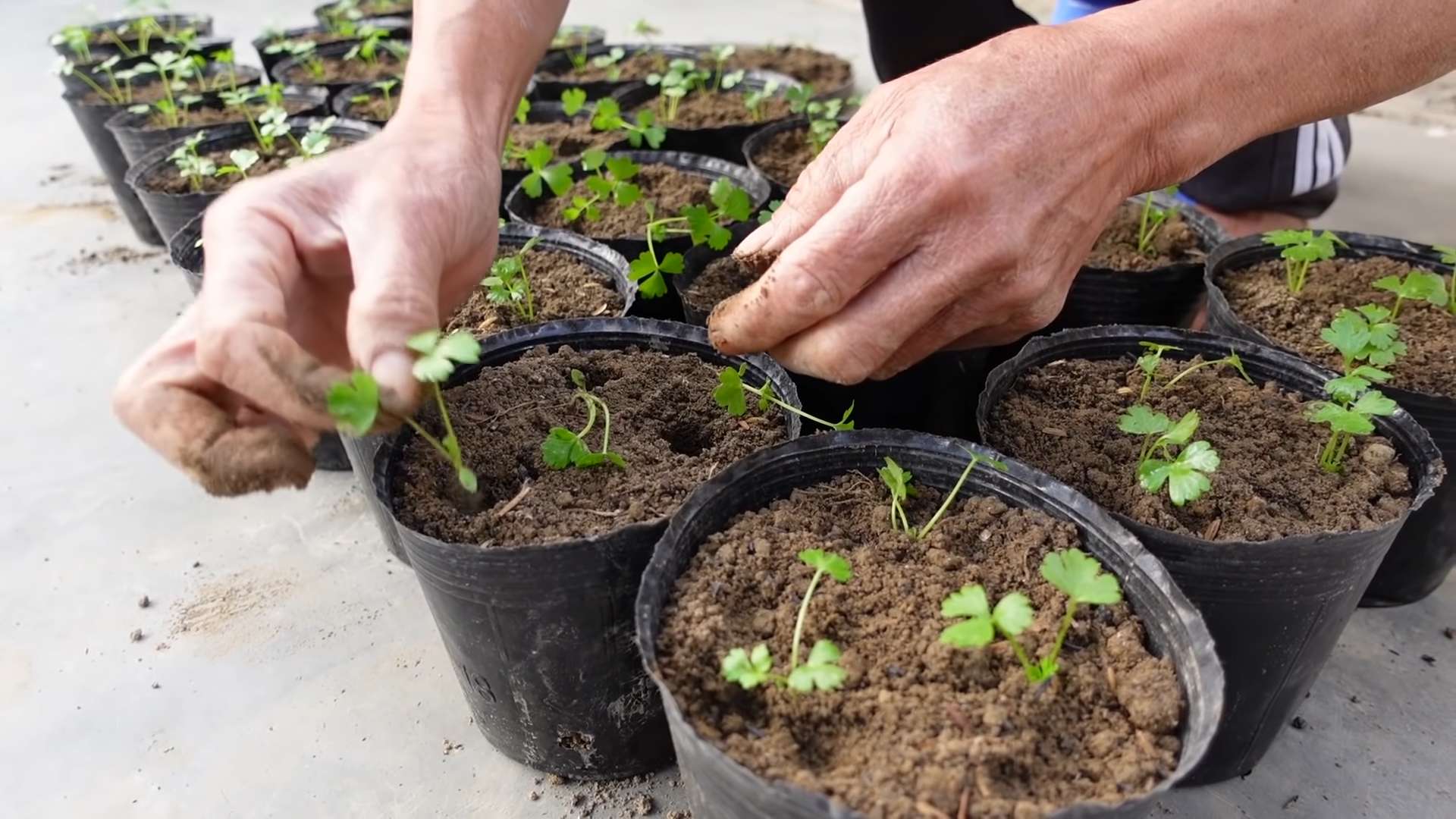 Grow Celery Backyard DIY