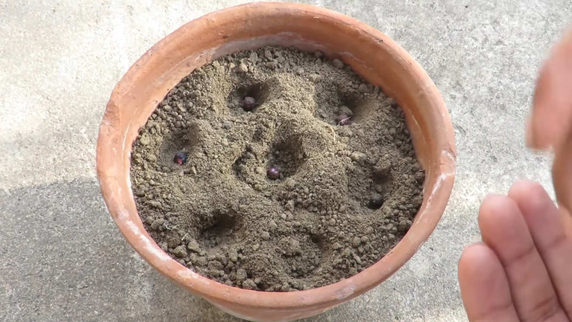 Container Okra Gardening