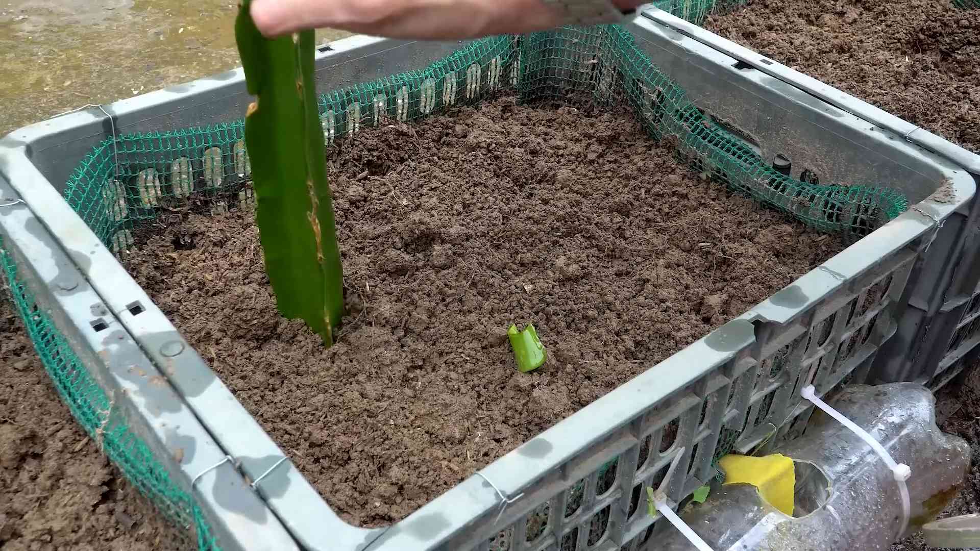 Grow Red Dragon Fruit
