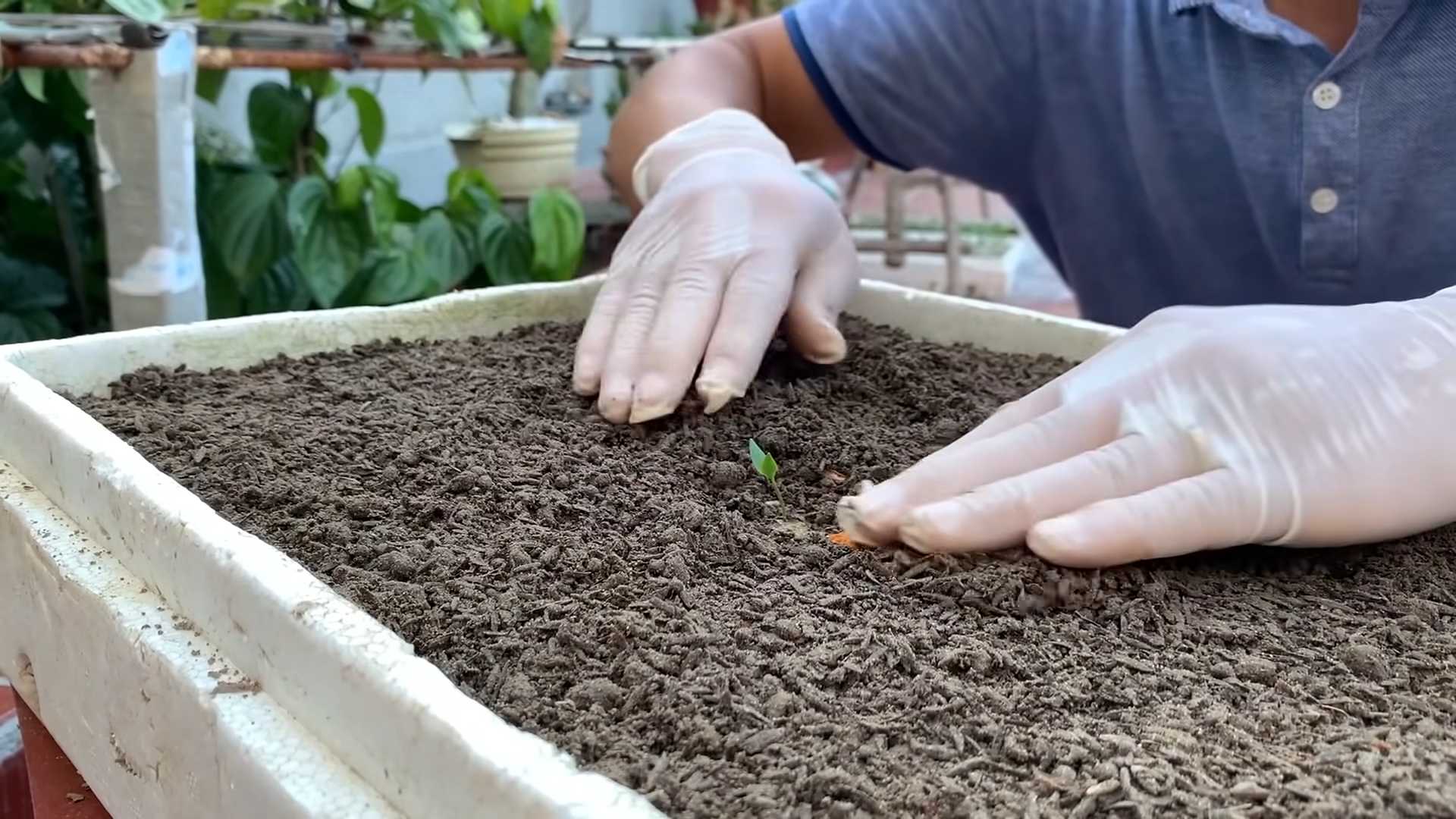 Growing Chili at Home