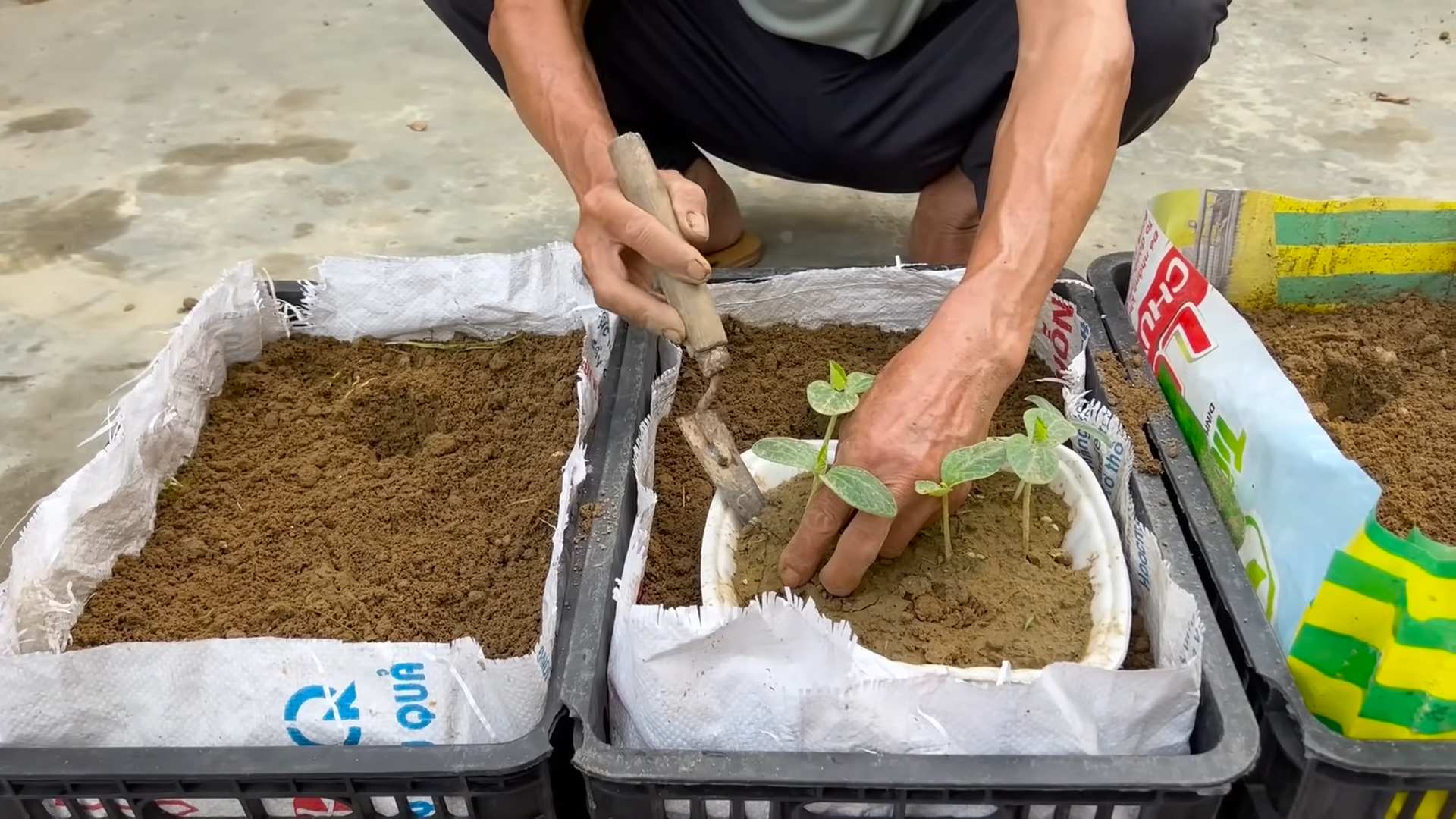 Grow pumpkins at home