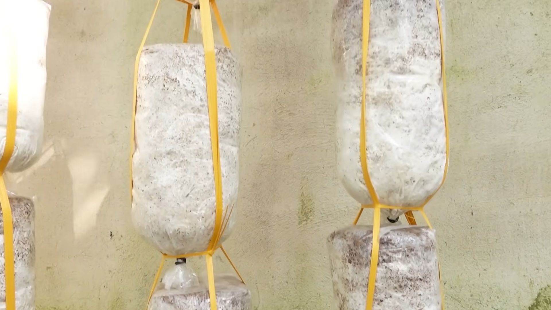 Home Mushroom Growing