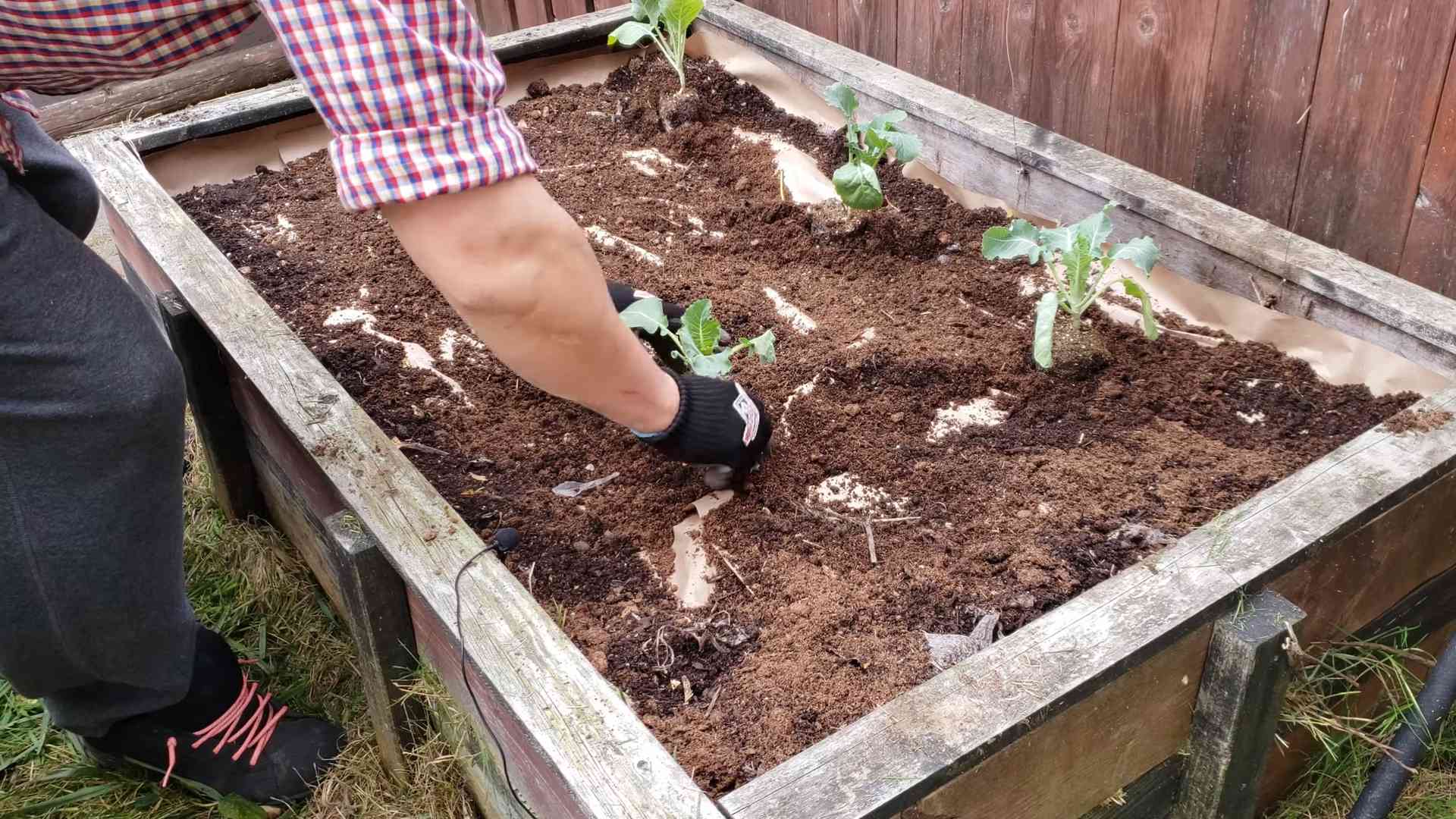Cauliflower gardening beginners home