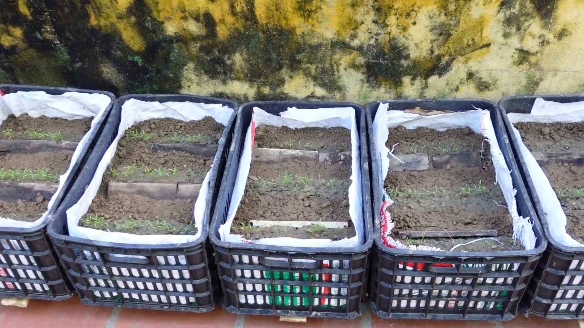 High yield carrot harvest