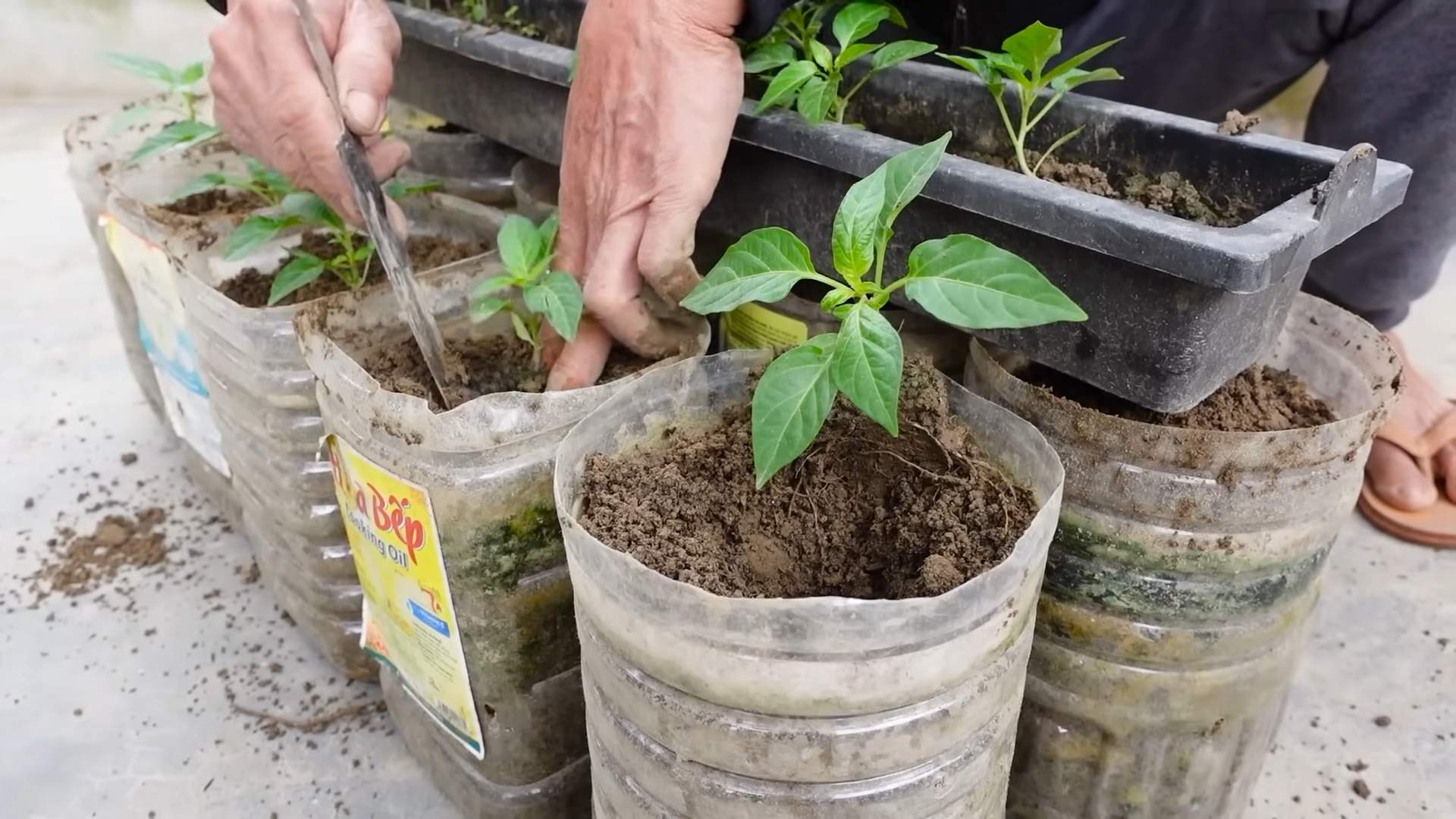 Growing chili peppers