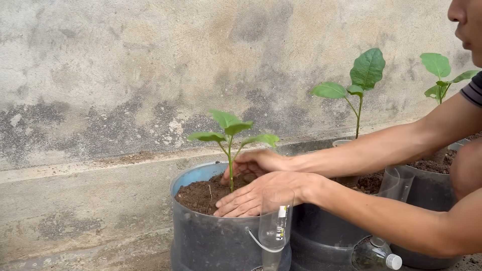 Grow Eggplants Fast