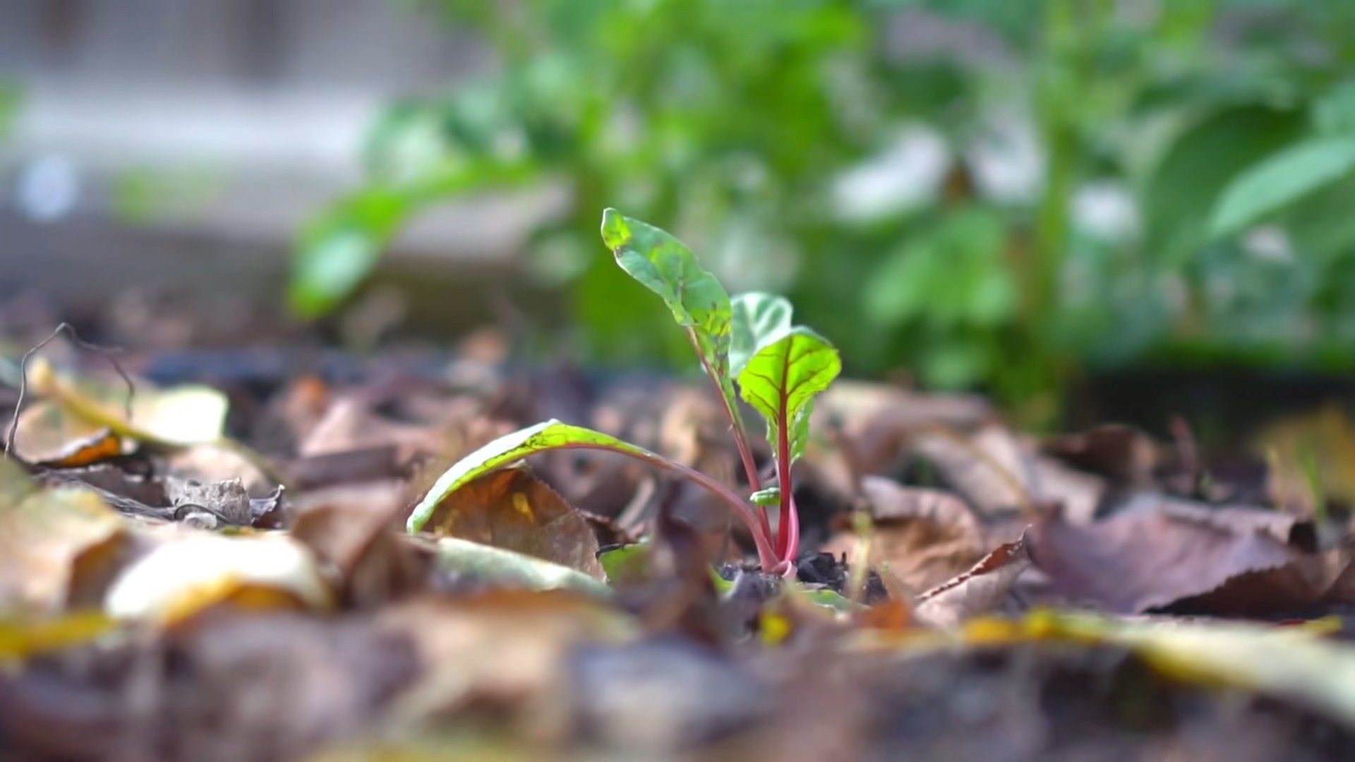 Grow Swiss Chard from Seed