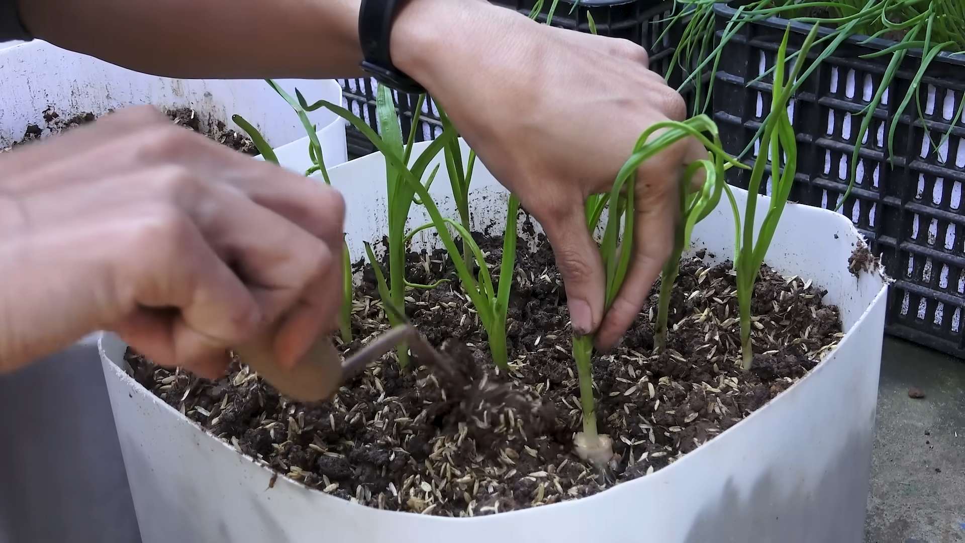 Growing Garlic in Bottles
