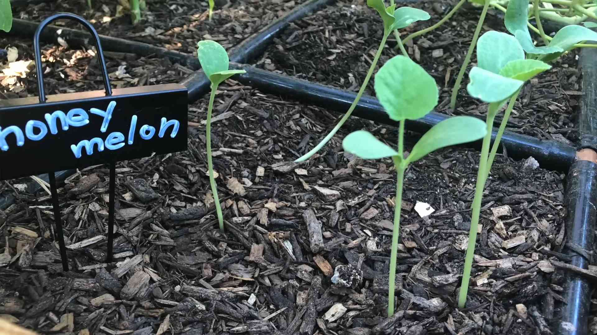 Grow Cantaloupe at Home