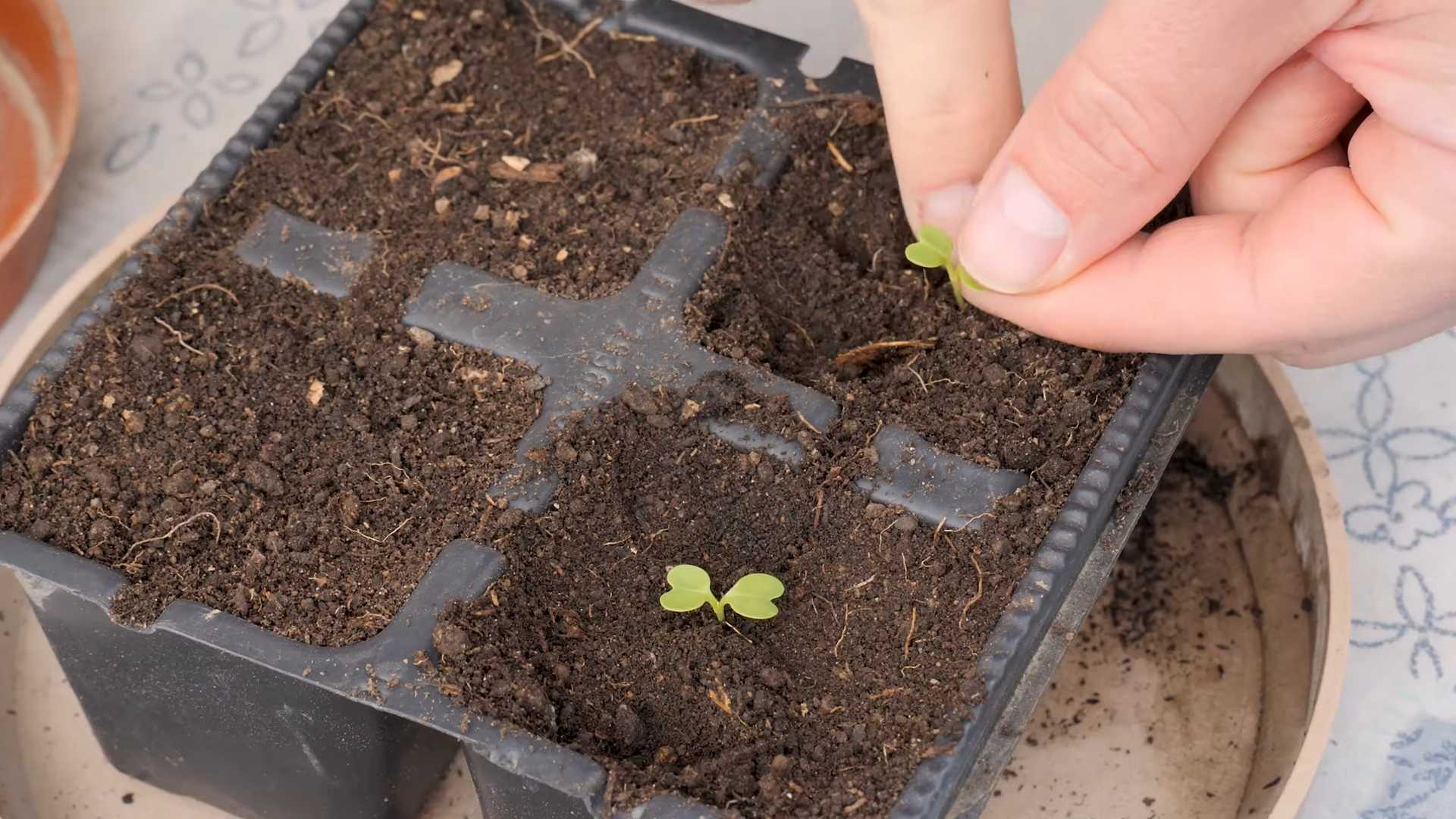 Bok Choy Small Space Gardening