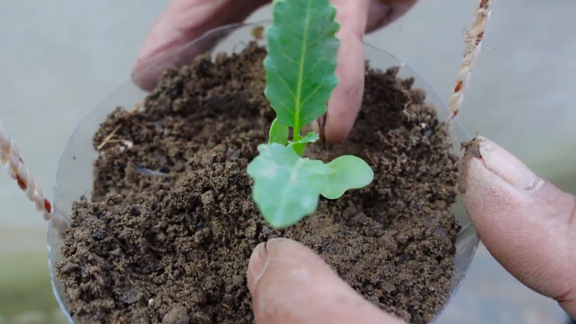 Grow Kohlrabi at Home