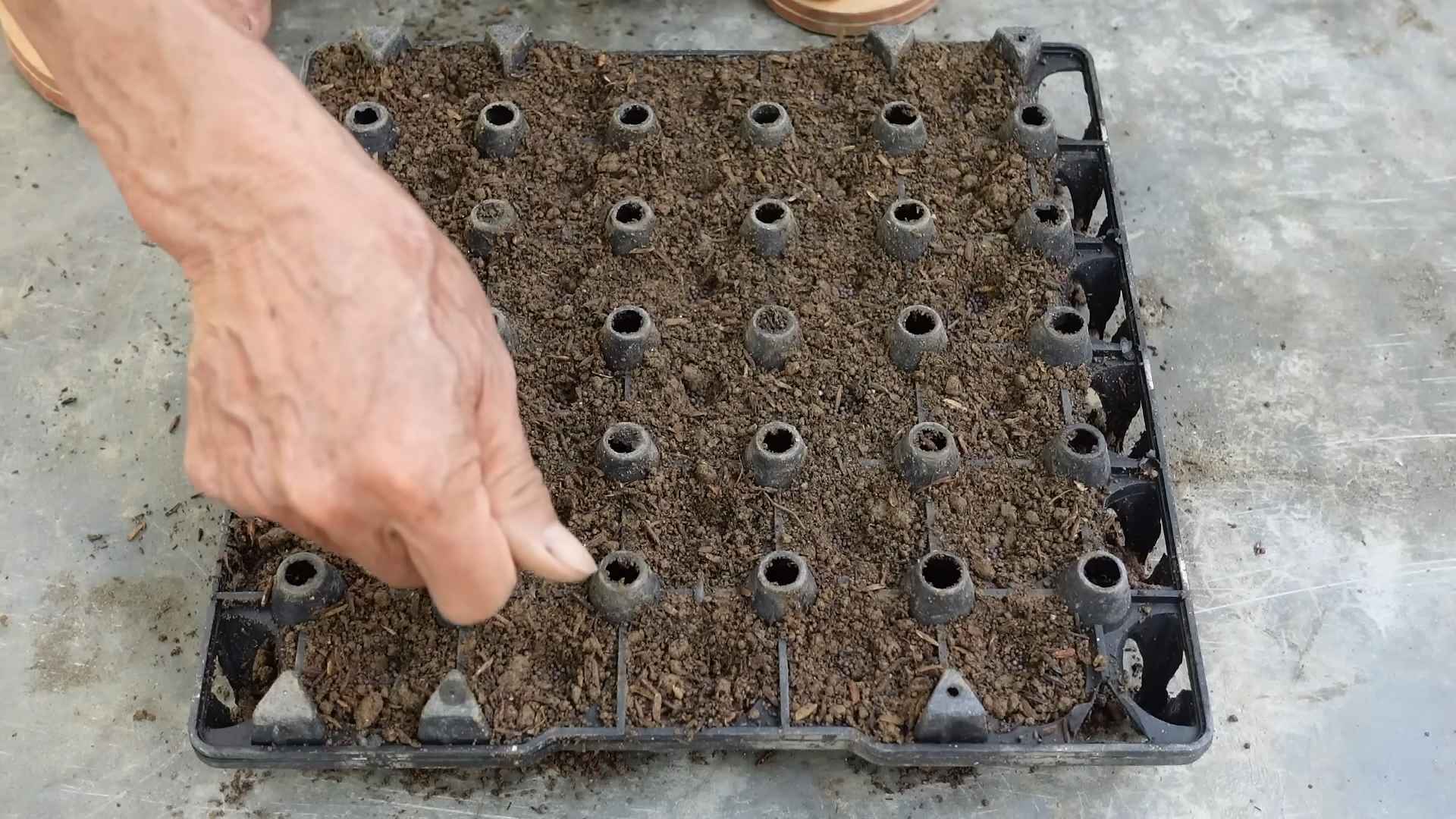 Grow peanuts at home