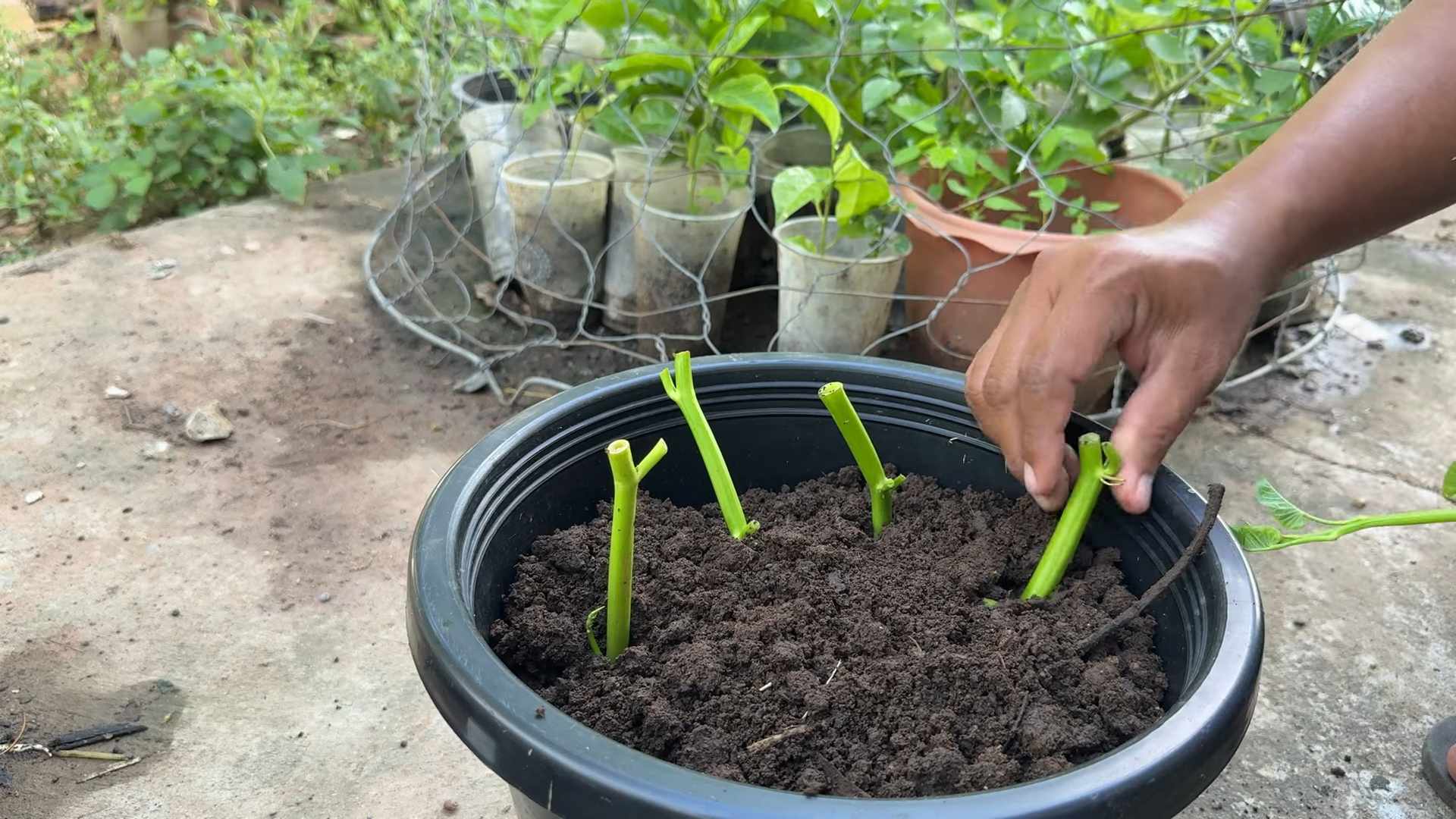 Growing Water Spinach in Containers