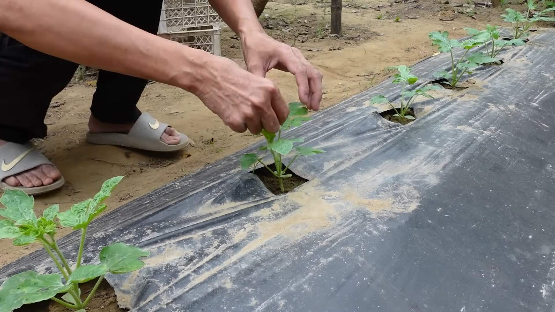 Grow Watermelons Successfully