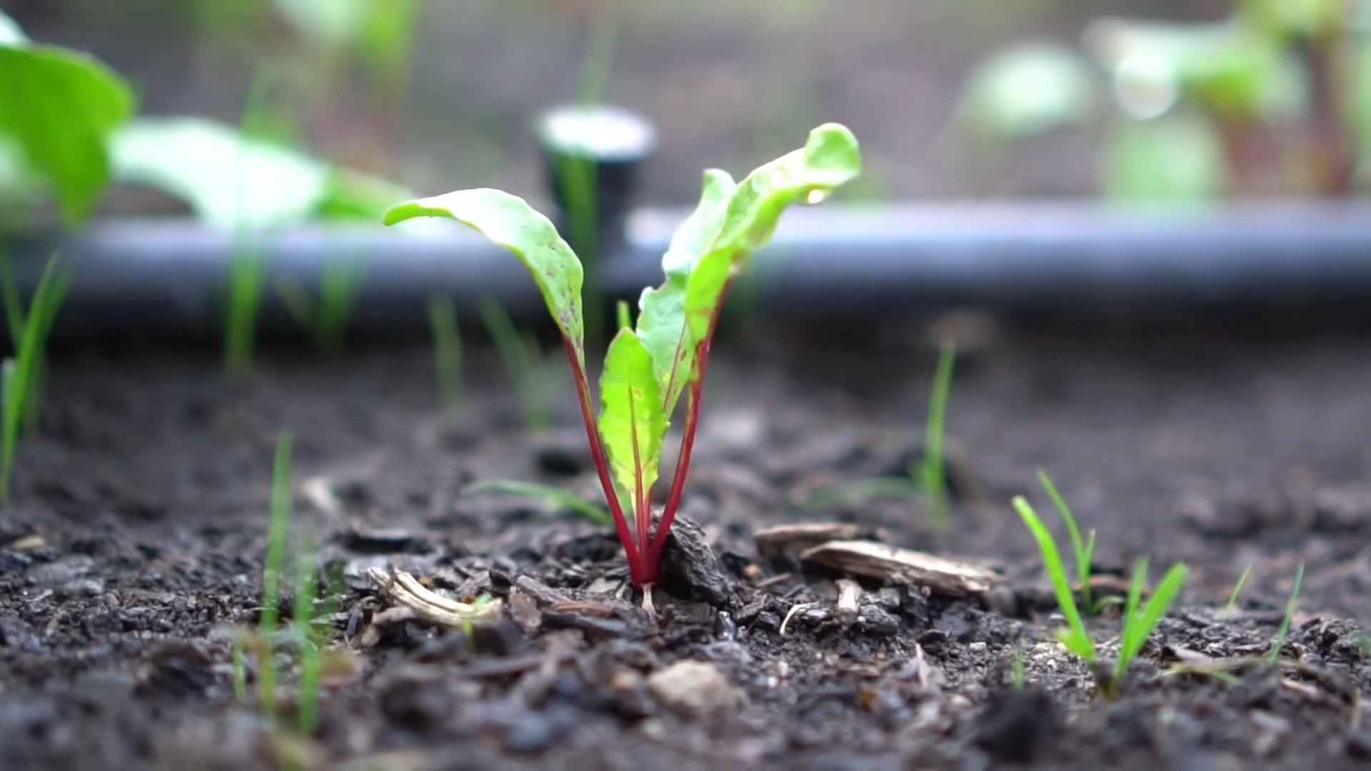 Homegrown Beetroot