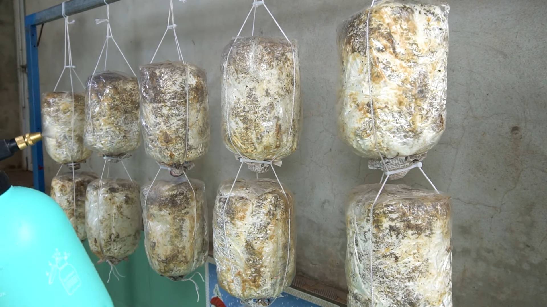 Grow mushrooms indoors