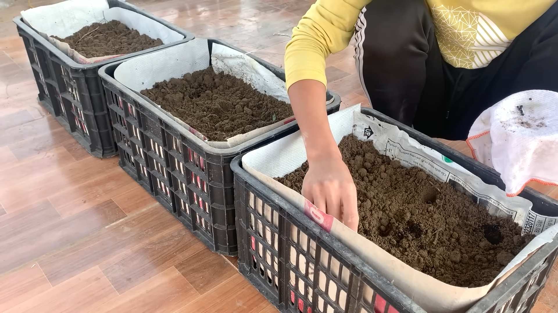 Terrace Asparagus Growing DIY