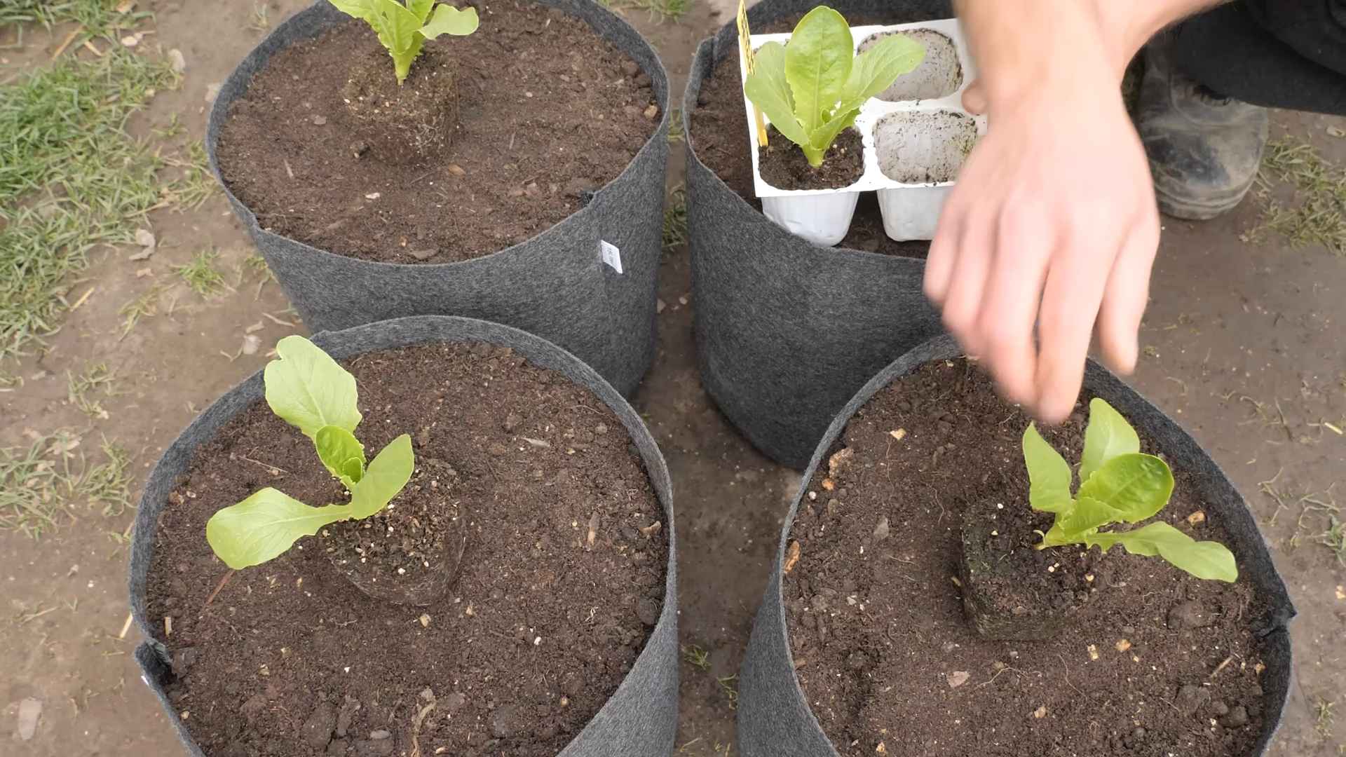 Grow Romaine Lettuce Easily