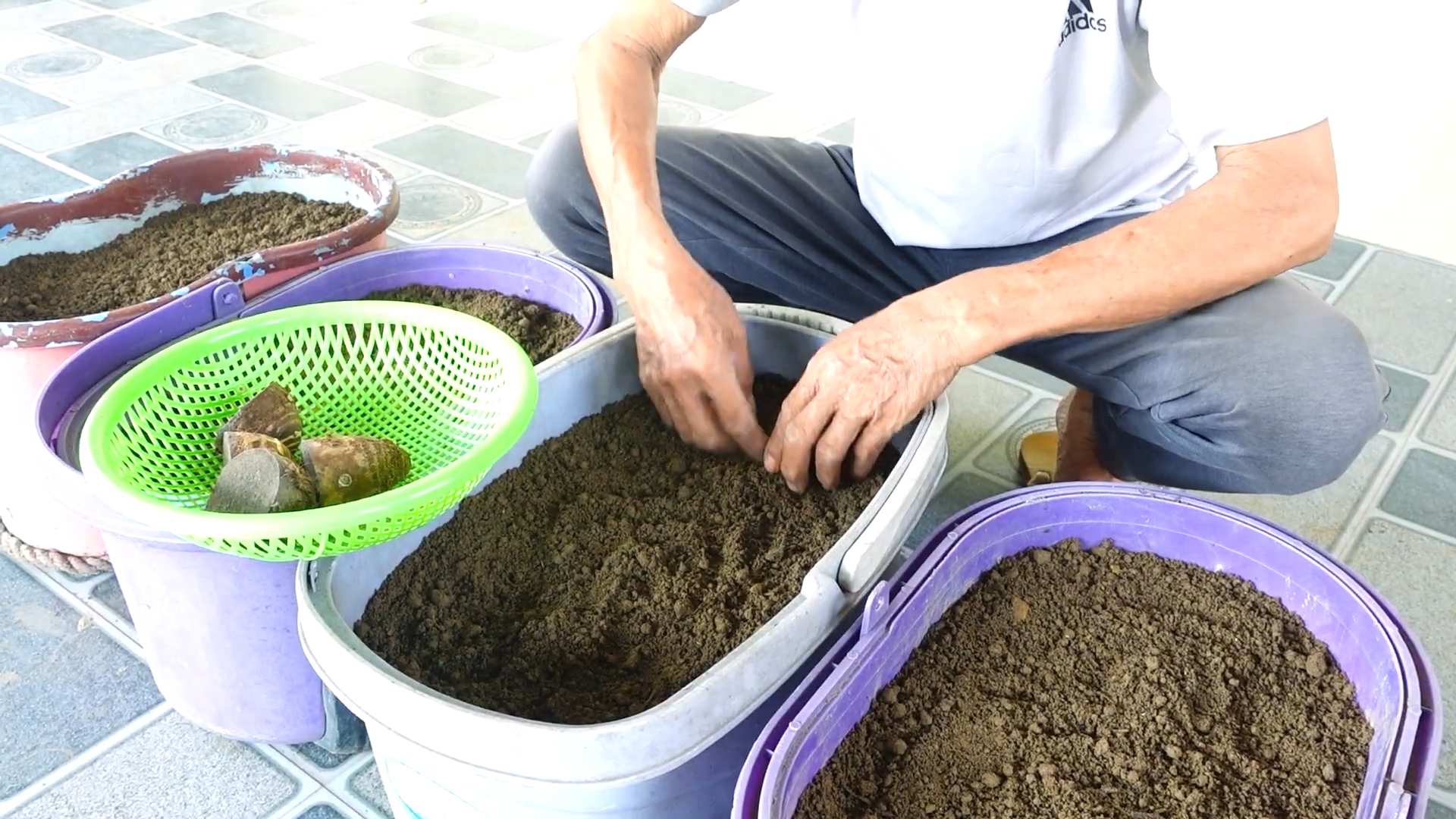 Grow Taro at Home