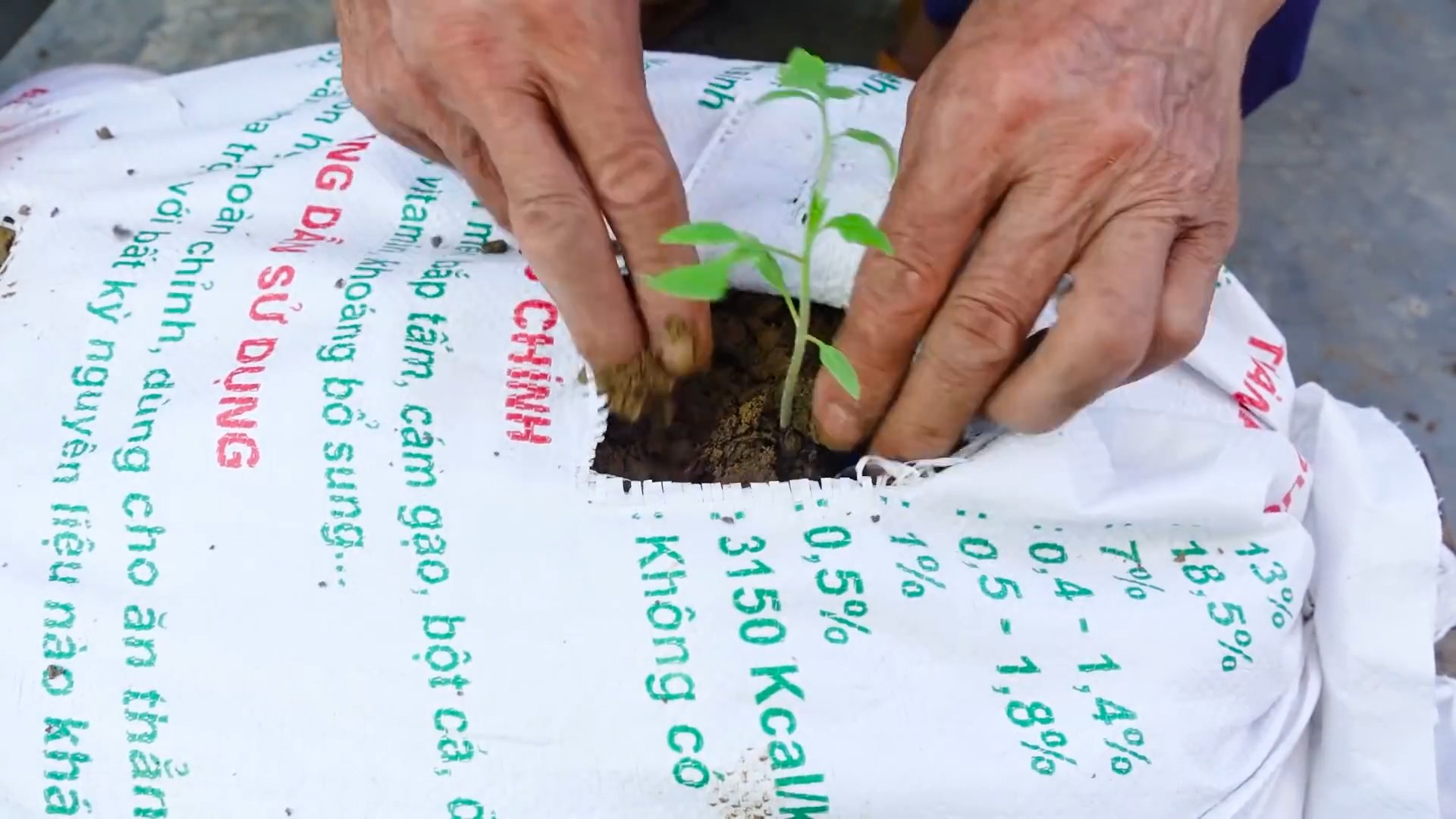 DIY Tomato Garden
