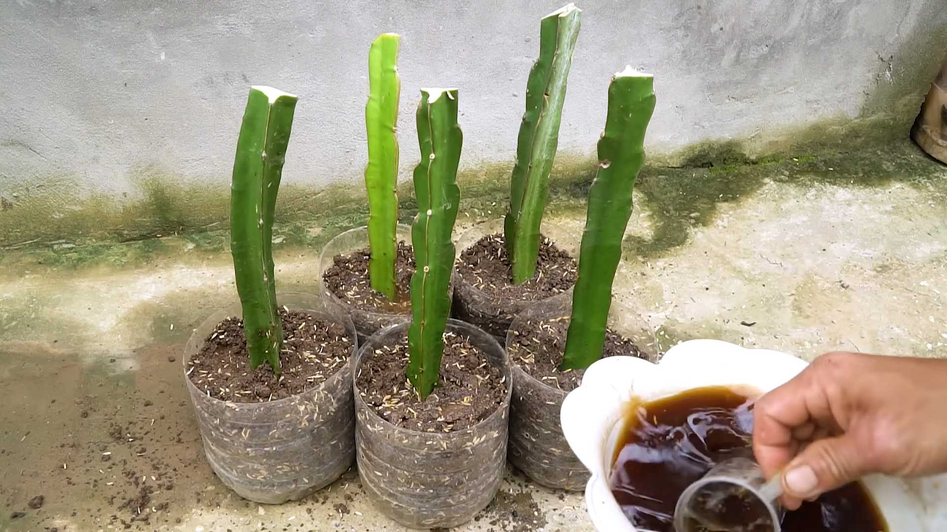 Dragonfruit easy gardening tips