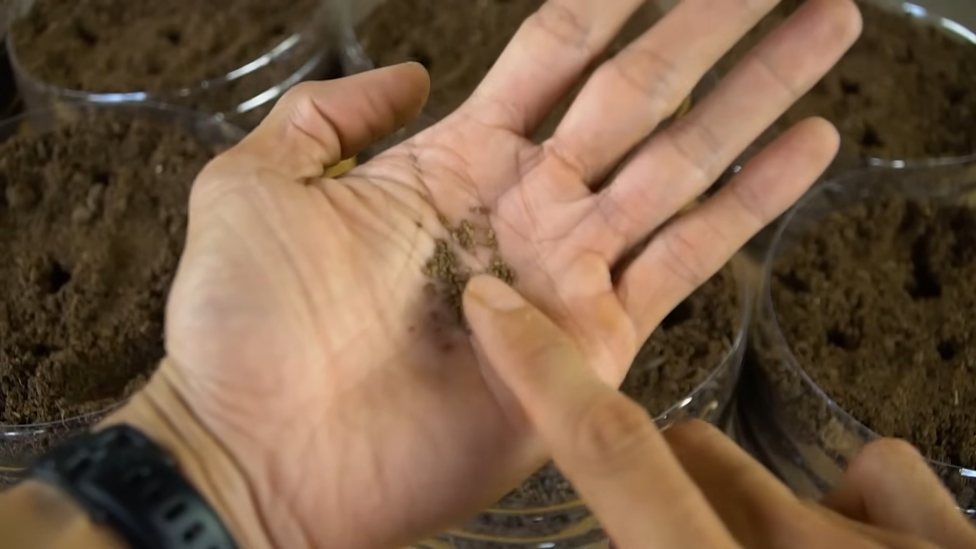 Grow celery at home